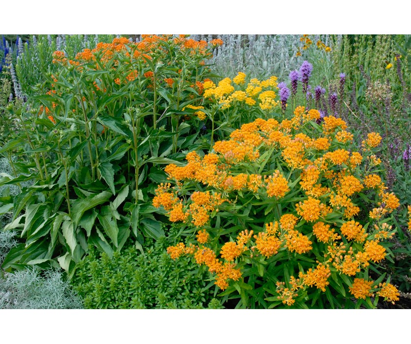 Butterfly Weed